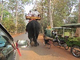 Elefante porta in giro turisti nell'area di Bayon
