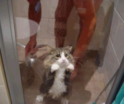 un gatto triste sotto la doccia
