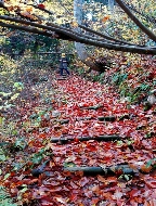 Un sentiero ricoperto con foglie rosse