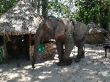 Un elefante sull'elephant's beach
