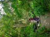I giardini La Mortella sono una delle principali attrazioni dell'isola