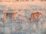 Due ghepardi nella savana