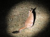 Un animale notturno che non abbiamo visto durante il giorno e che si assomiglia ad un piccolo canguro