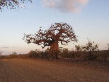 Un piccolo baobab
