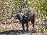 Buffalo, uno dei Big Five, in ombra di un cespuglio