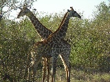 Una coppia di giraffe innamorate