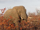 Elefante, il primo dei big five che abbiamo visto a Kruger