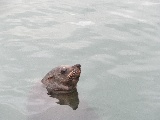 Una foca nuota nel porto