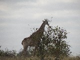 Una giraffa vicina, vicina