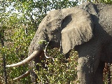 Un grande elefante a pocchi passi da noi