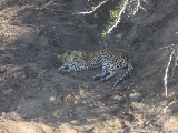 Un leopardo che dorme nell'ombra, probabilmente dopo aver mangiato