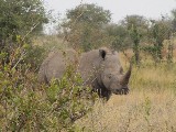 Rinoceronte vicino alla nostra macchina