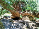 Albero sacro, Uzbekistan, villaggio Majrum