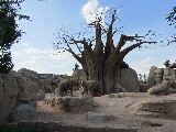 Due elefanti sotto un albero di baobab