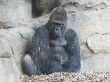 King kong, cioè un gorilla riflessivo