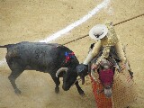 Picadores dal cavallo attacca il toro