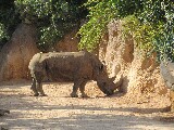 Un grande rinoceronte in Bioparc di Valencia