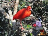 Uccello rosso nell'uccellaio a cupola