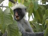 Scimmia rossa vive soltanto a Zanzibar